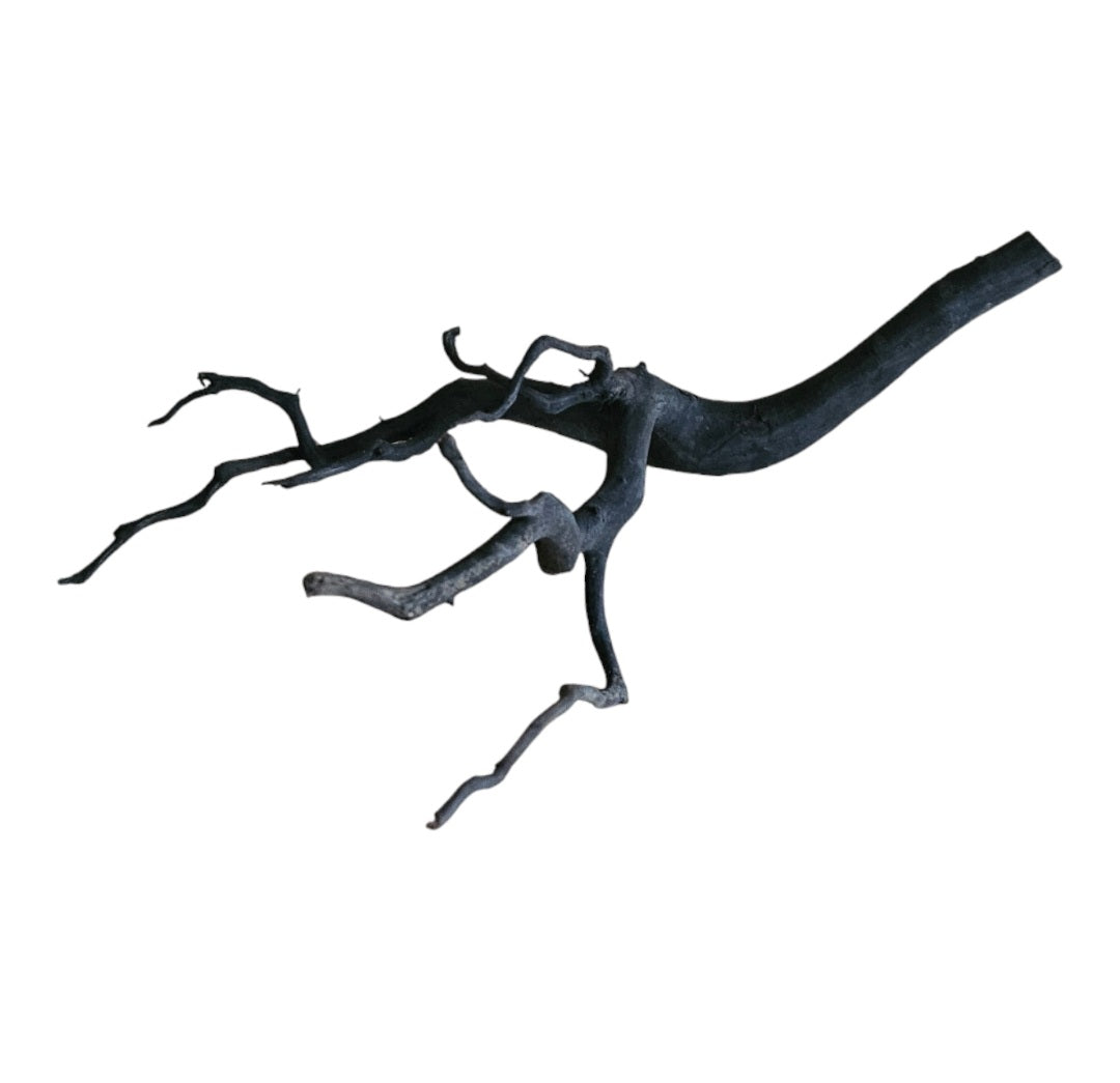 Rasamala Black Scaper Root Nr.756