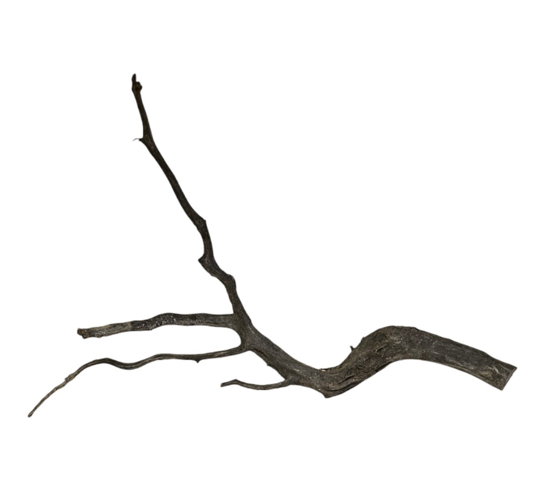 Rasamala Black Scaper Root Nr.760