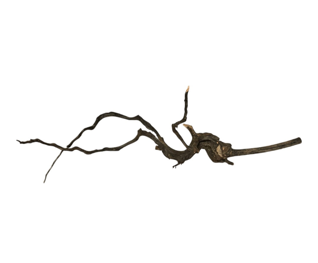 Rasamala Black Scaper Root Nr.762