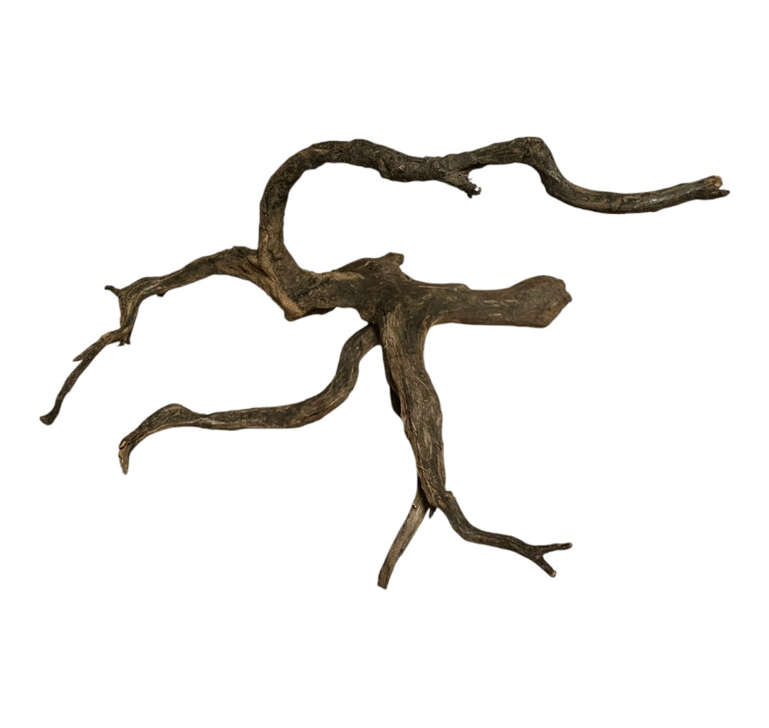 Rasamala Black Scaper Root Nr. 287