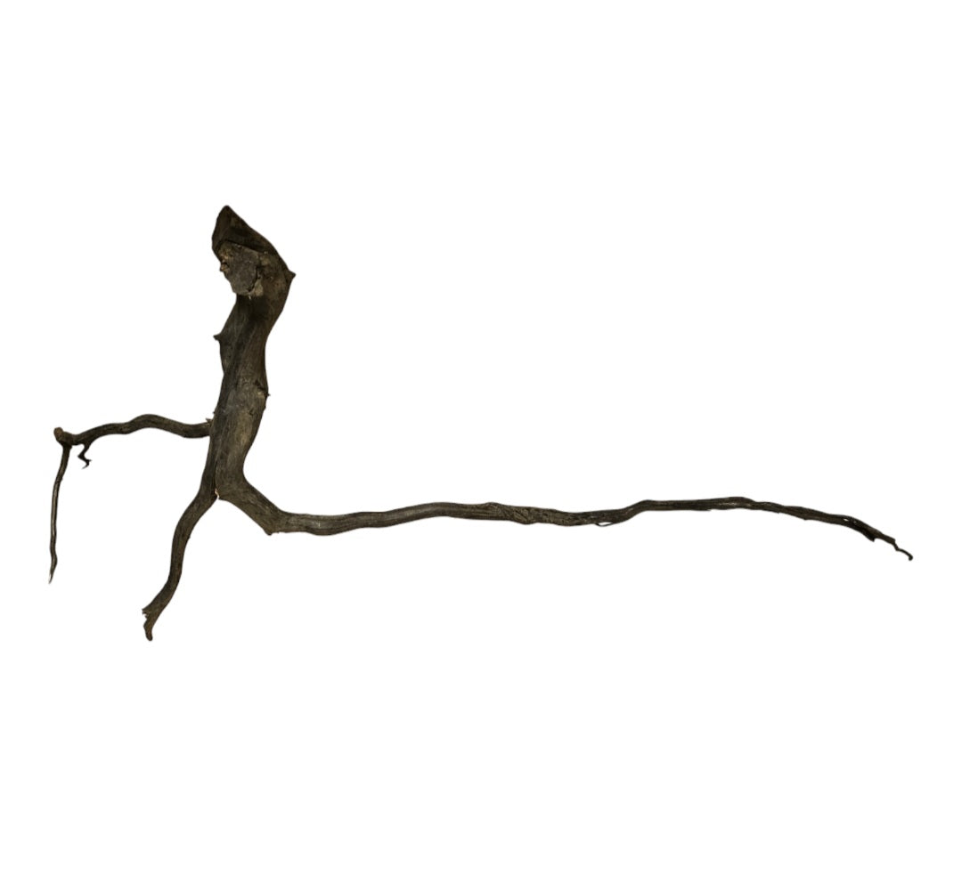 Rasamala Black Scaper Root Nr.826