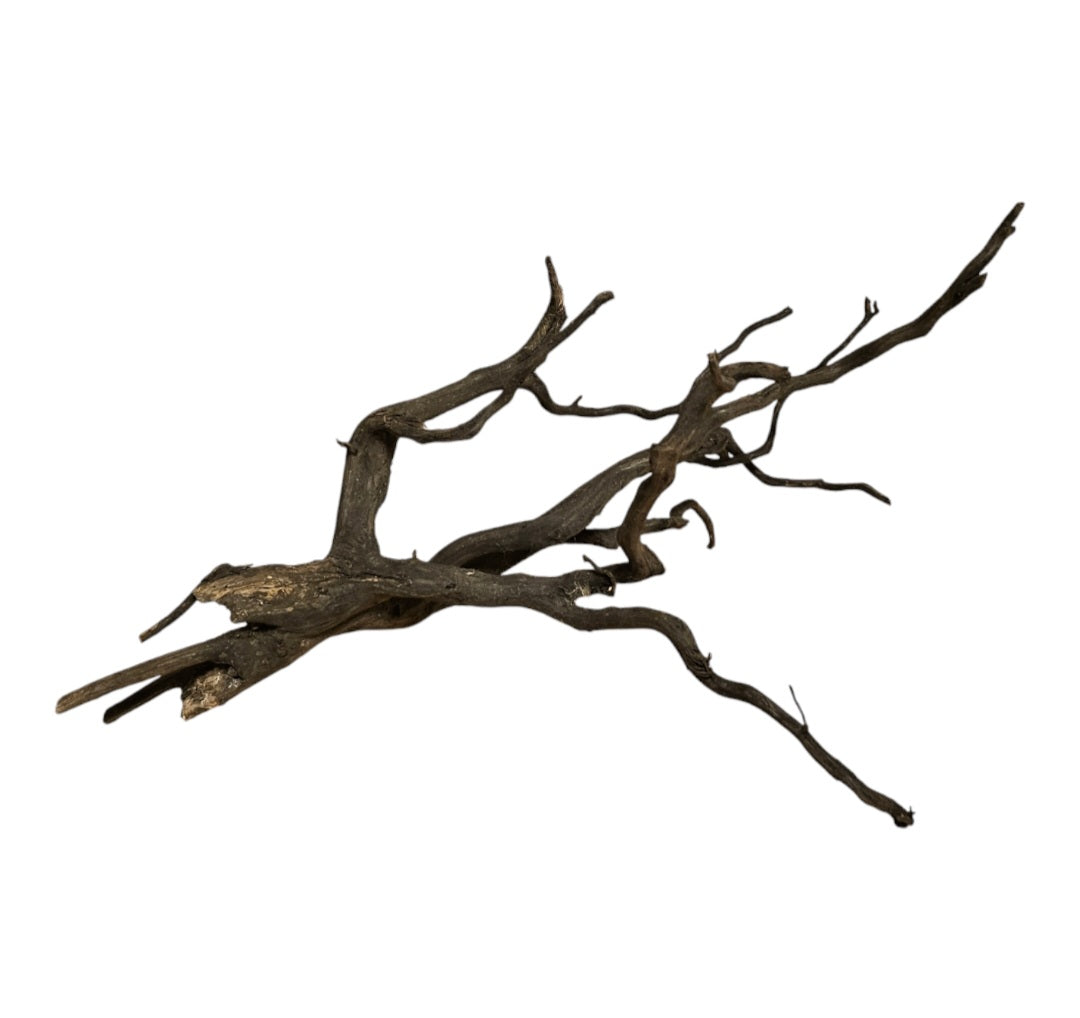 Rasamala Black Scaper Root Nr.827