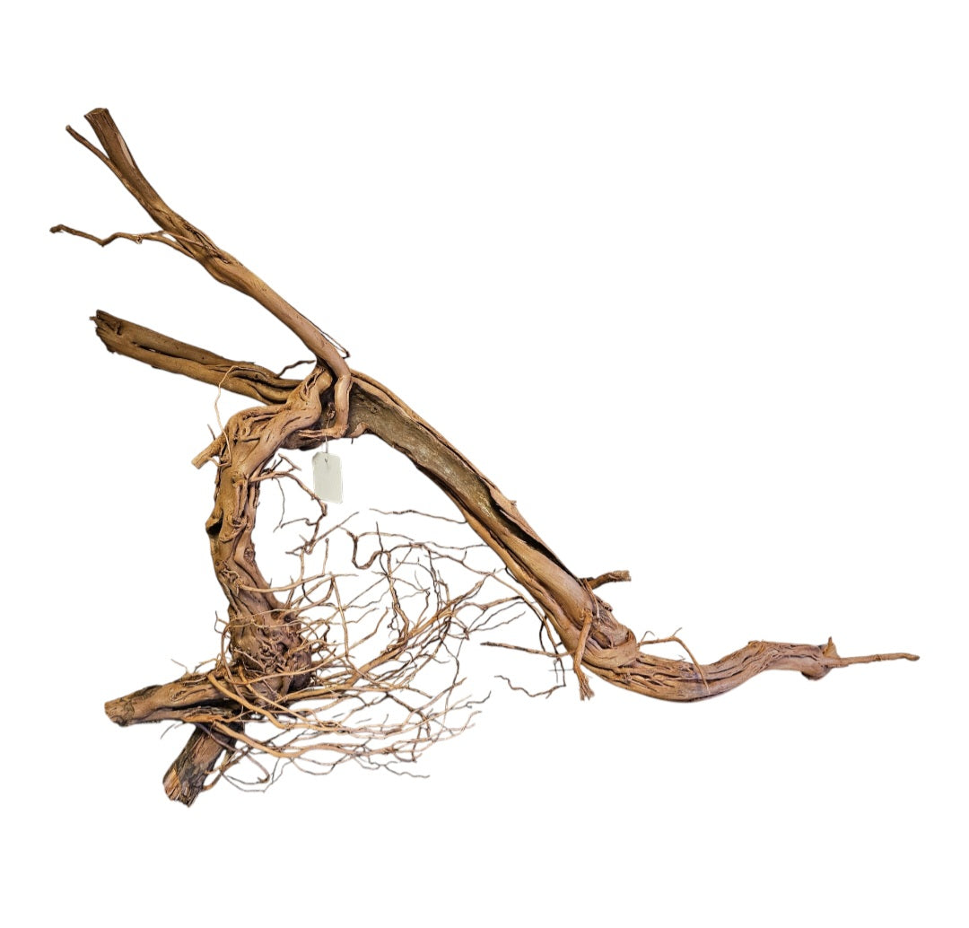 Dragon Wood / Curl Wood Wurzel326