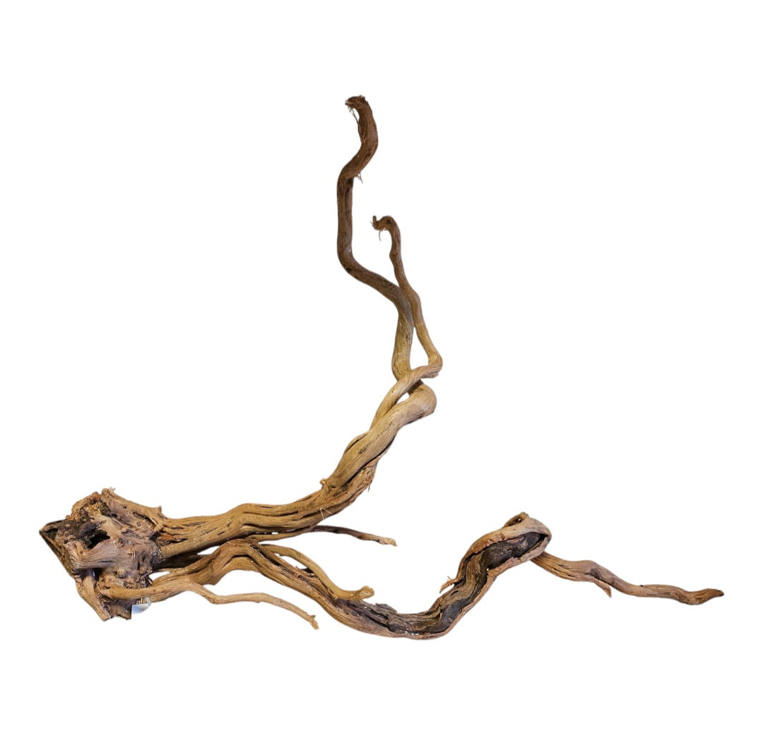 Dragon Wood / Curl Wood Wurzel404