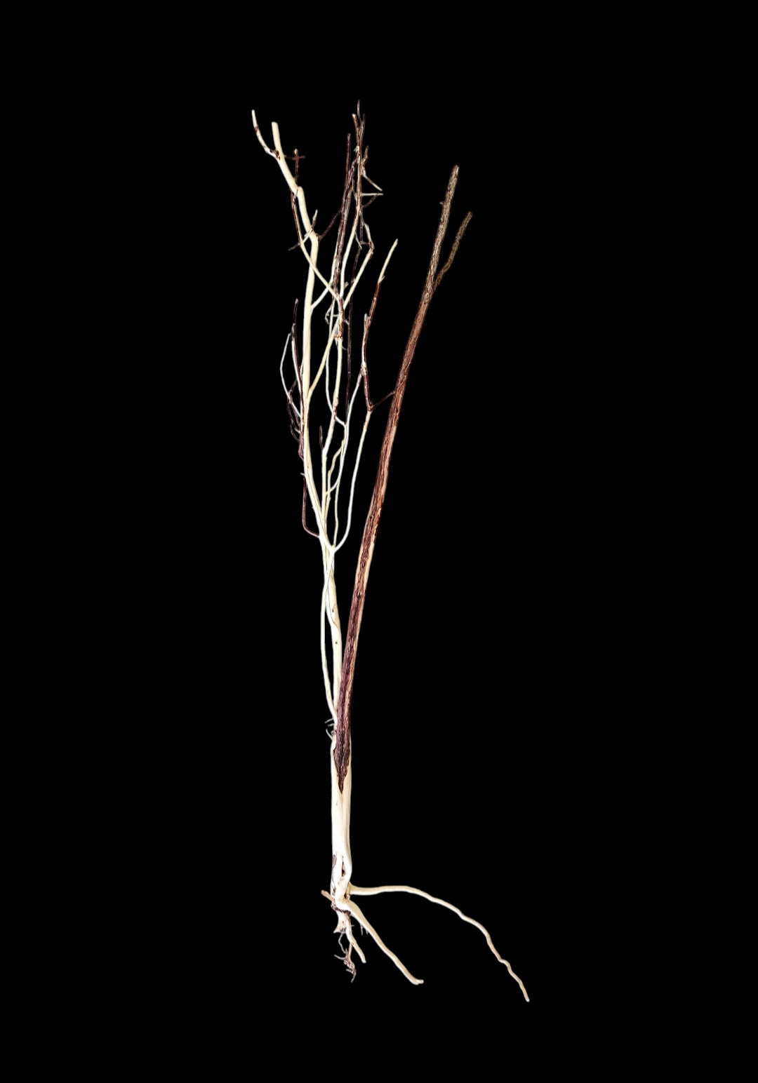 Ghost Wood L Nr.836