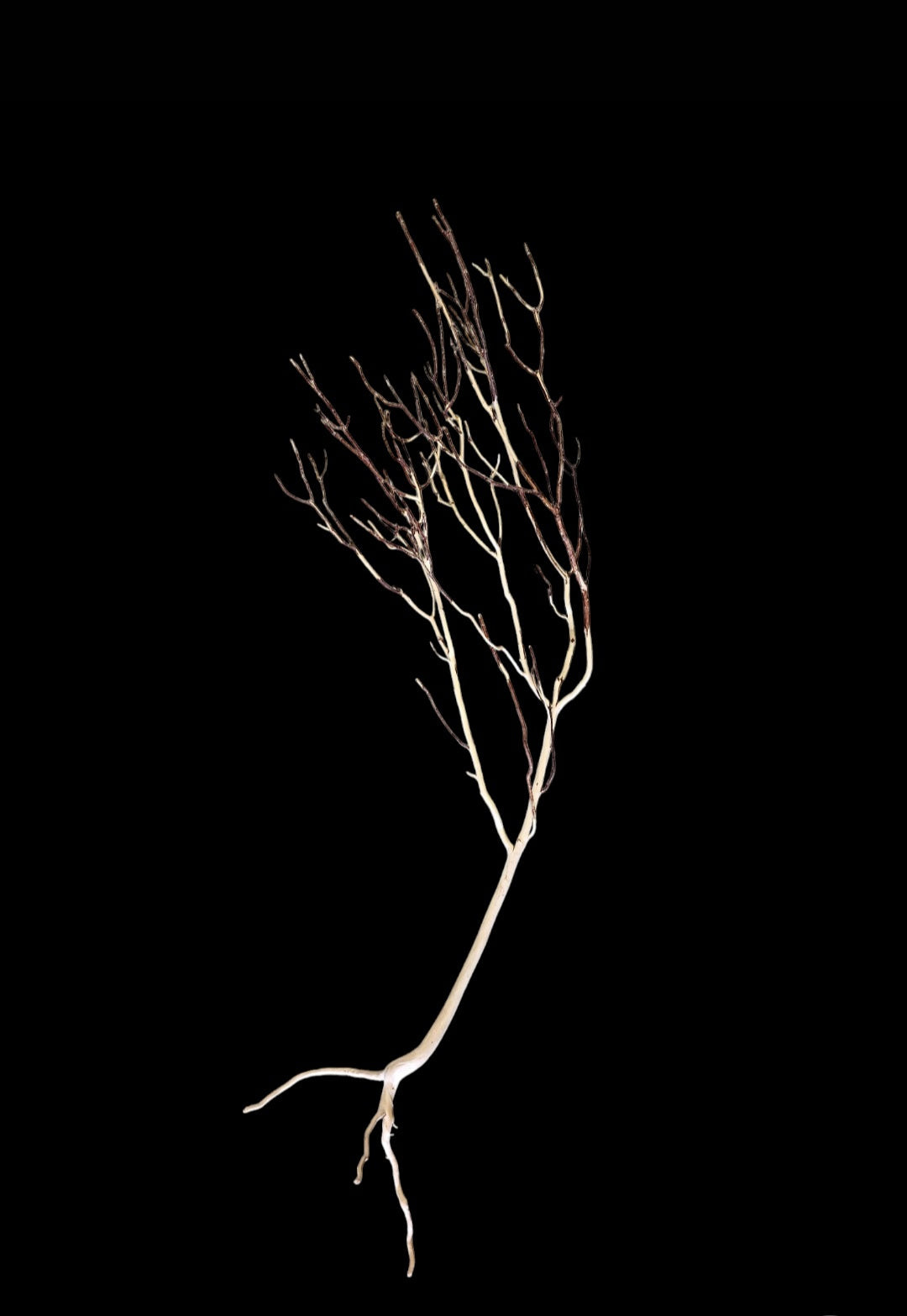 Ghost Wood XL Nr.837