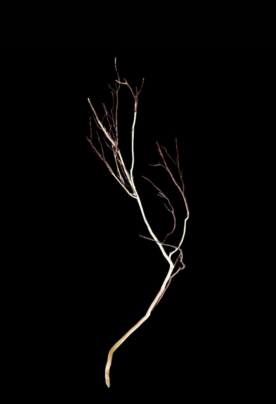 Ghost Wood L Nr.838