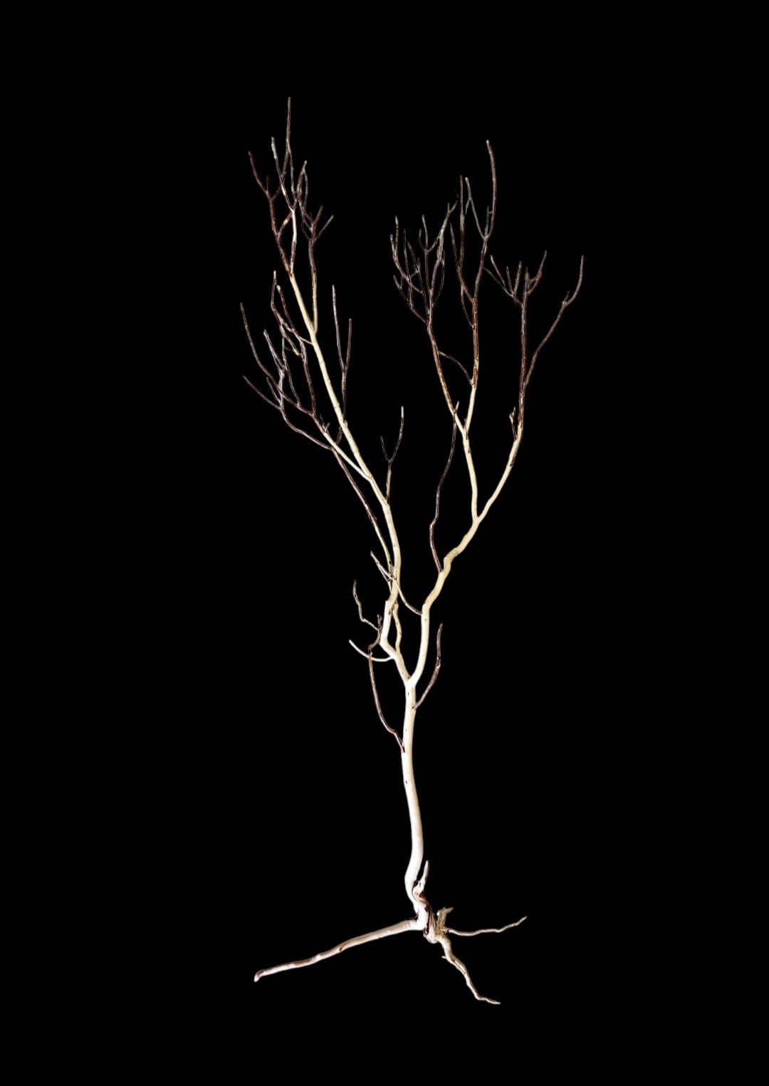 Ghost Wood XL Nr.842