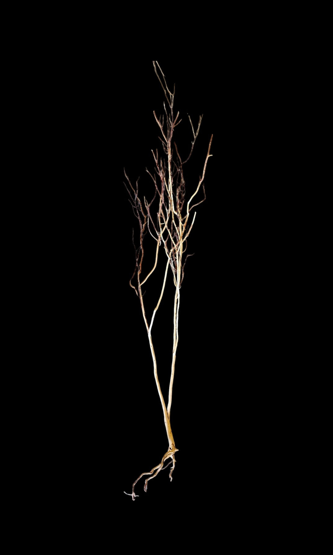 Ghost Wood XL Nr.844