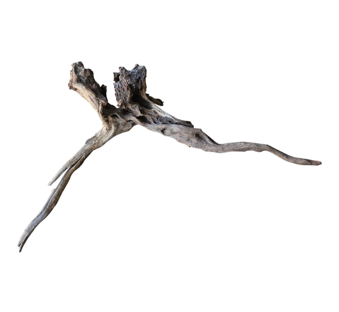 Coral Sinker Wood Nr.655