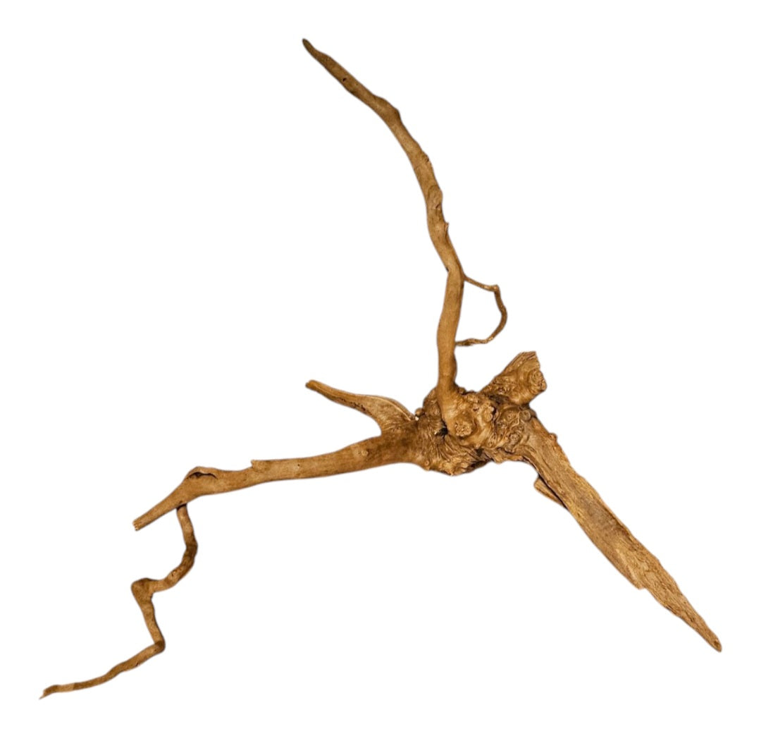 Rote Moorwurzel / Fingerwurzel Größe S Nr.899