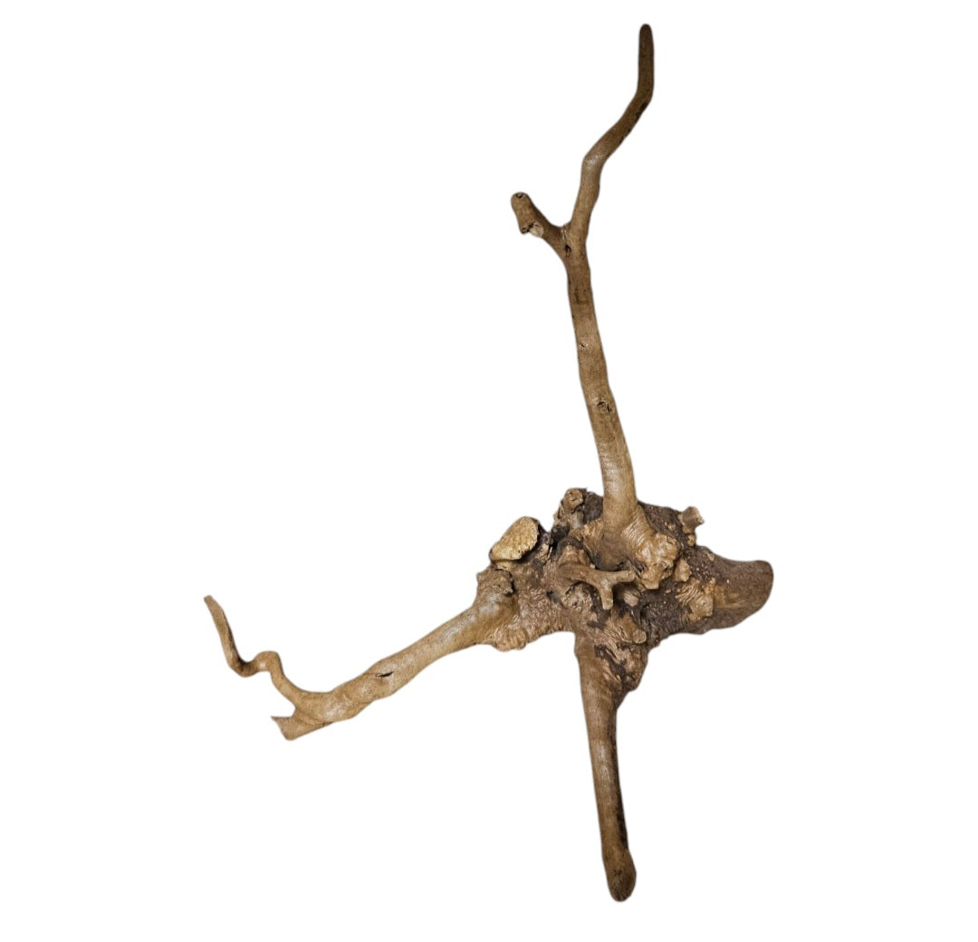 Rote Moorwurzel / Fingerwurzel Größe S Nr.904