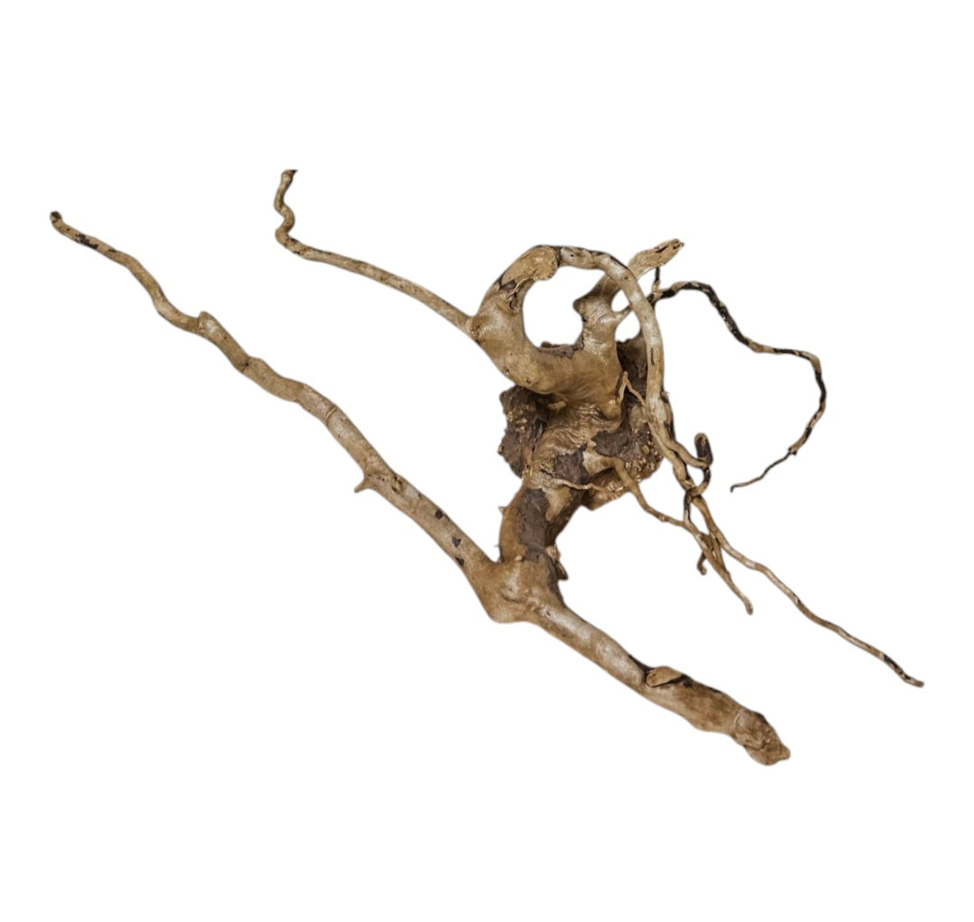 Rote Moorwurzel / Fingerwurzel Größe S Nr.905