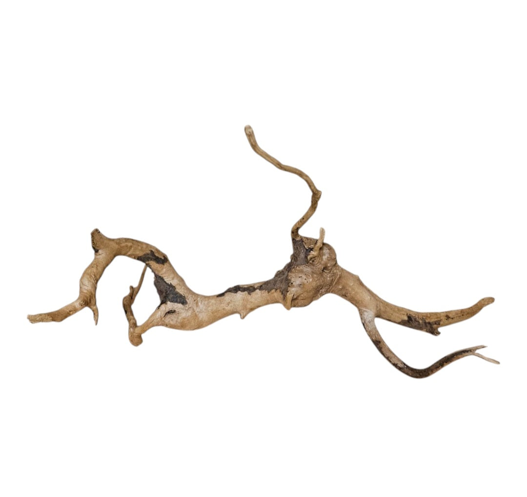 Rote Moorwurzel / Fingerwurzel  Größe S     Nr.907