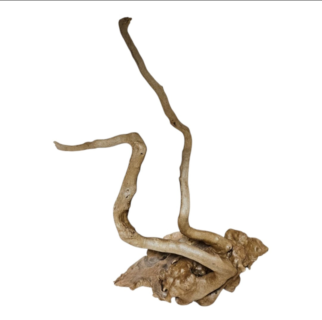 Rote Moorwurzel / Fingerwurzel Größe S Nr.908