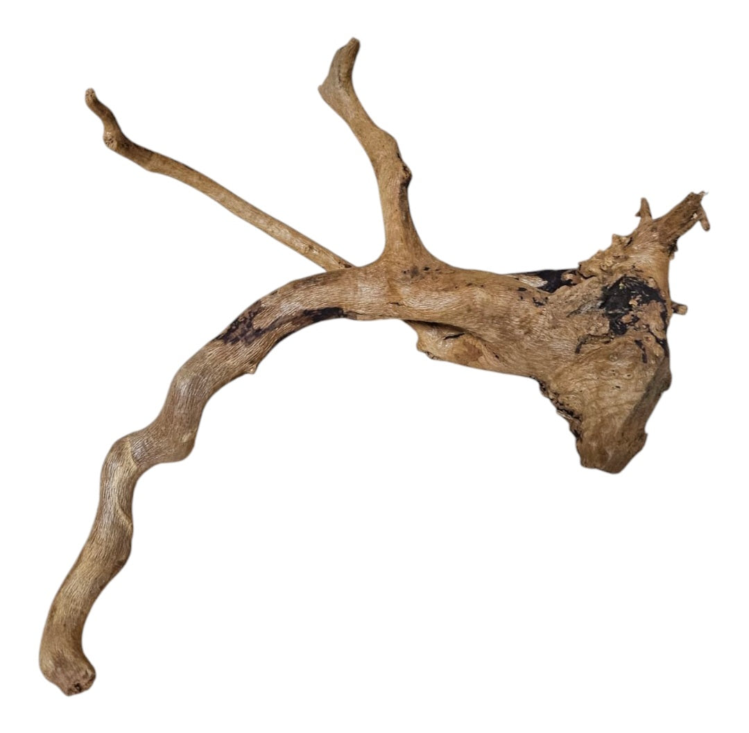 Rote Moorwurzel / Fingerwurzel Größe S Nr.909