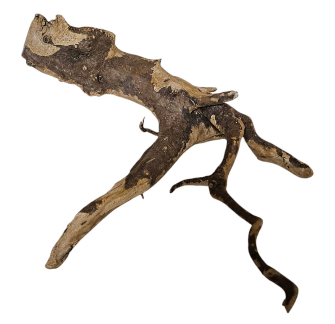 Rote Moorwurzel / Fingerwurzel Größe S Nr.910