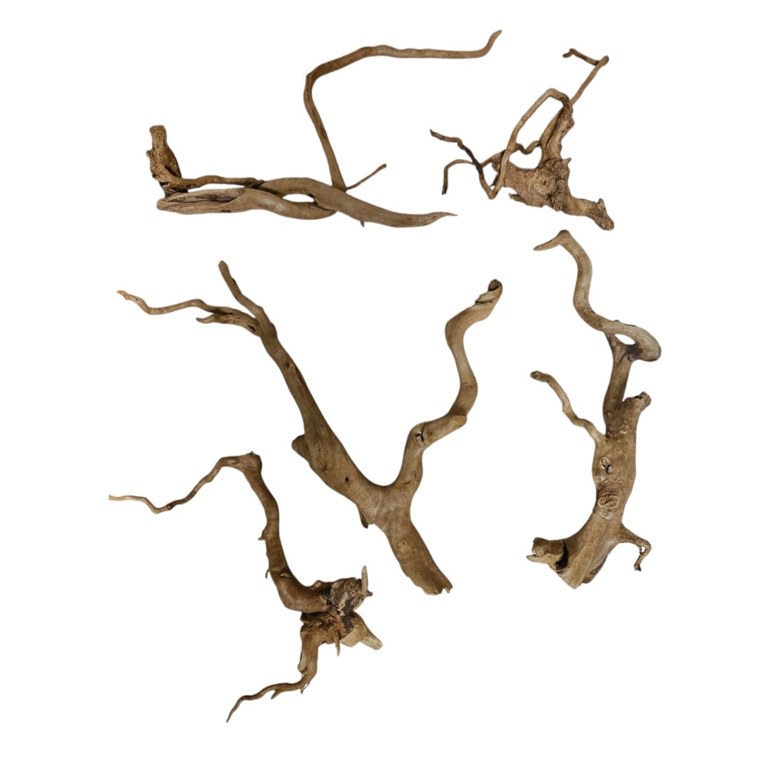 Rote Moorwurzel / Fingerwurzel 5er Set (15-25cm Länge )