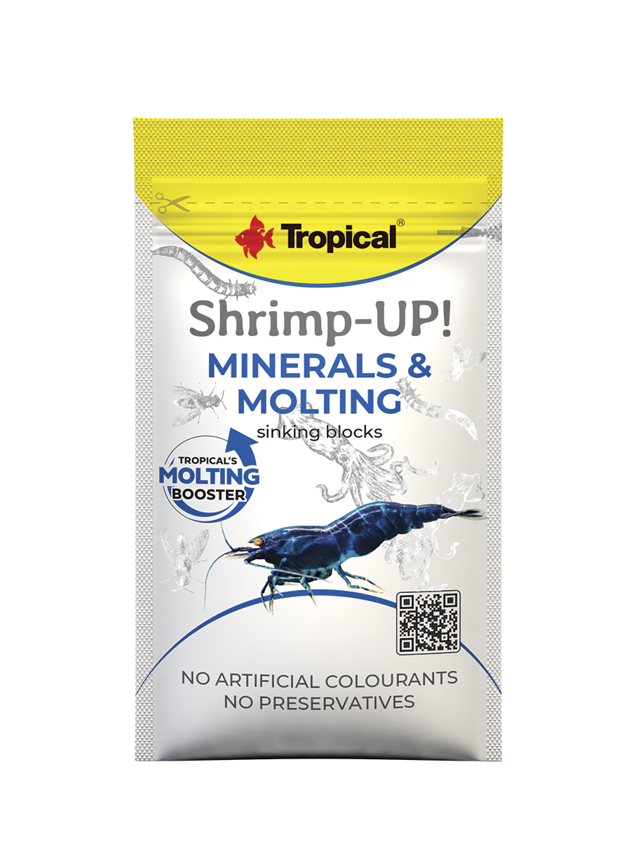 Tropical Shrimp-Up! Minerals & Molting
