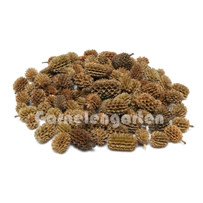 Casuarina Cones - Kasuarinen Zapfen 100 g