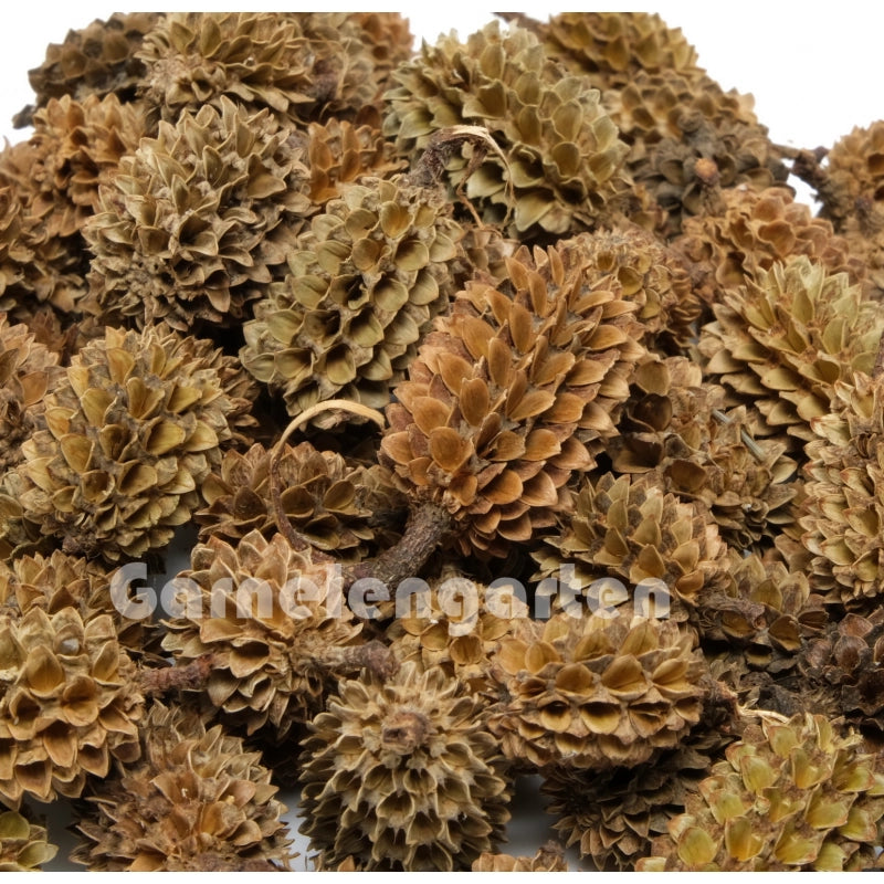 Casuarina Cones - Kasuarinen Zapfen 100 g