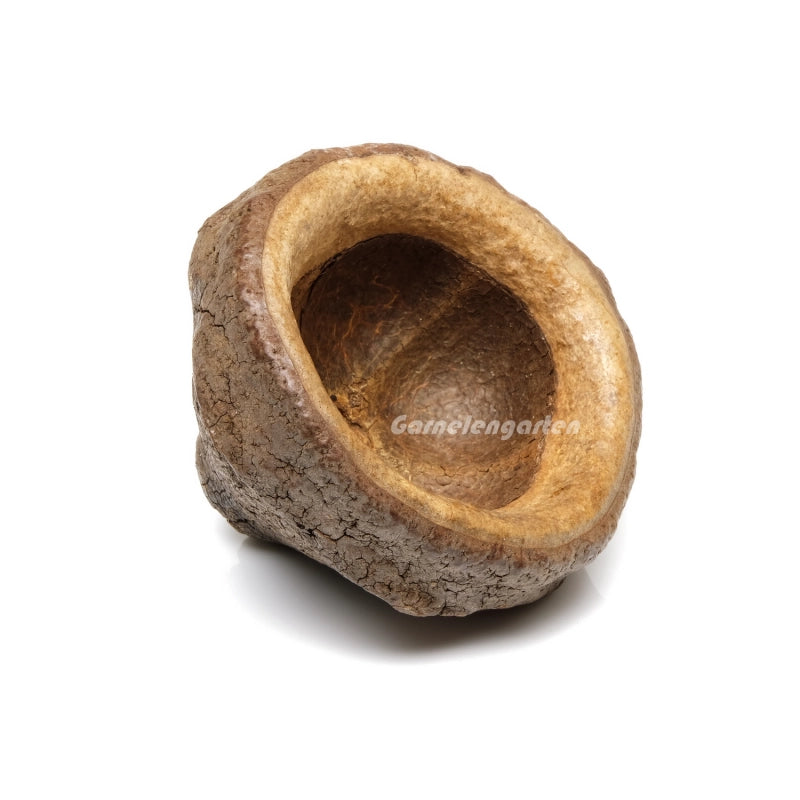 Natürliche Höhle aus Frucht für Garnelen.