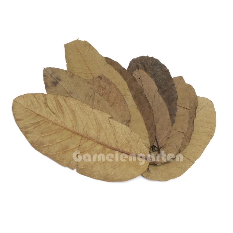 Getrocknete Blätter für Garnelenaquarien.