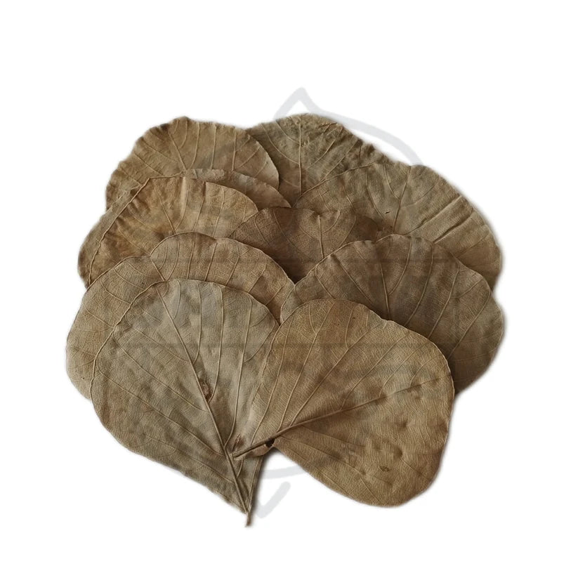 Das Bild zeigt eine Ansammlung getrockneter Blätter. Die Blätter sind groß, herzförmig und haben eine dunkelbraune Farbe. Sie scheinen eine ledrige Textur zu haben und weisen deutliche Blattadern auf.