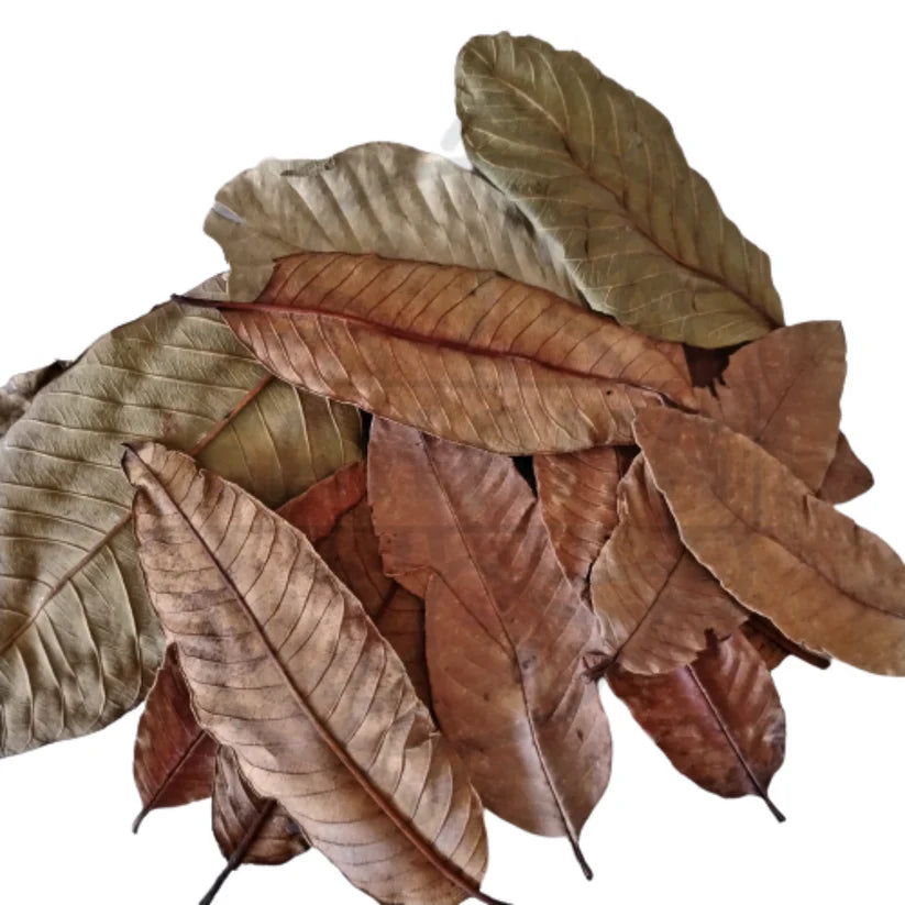 Getrocknete Blätter in verschiedenen Brauntönen: