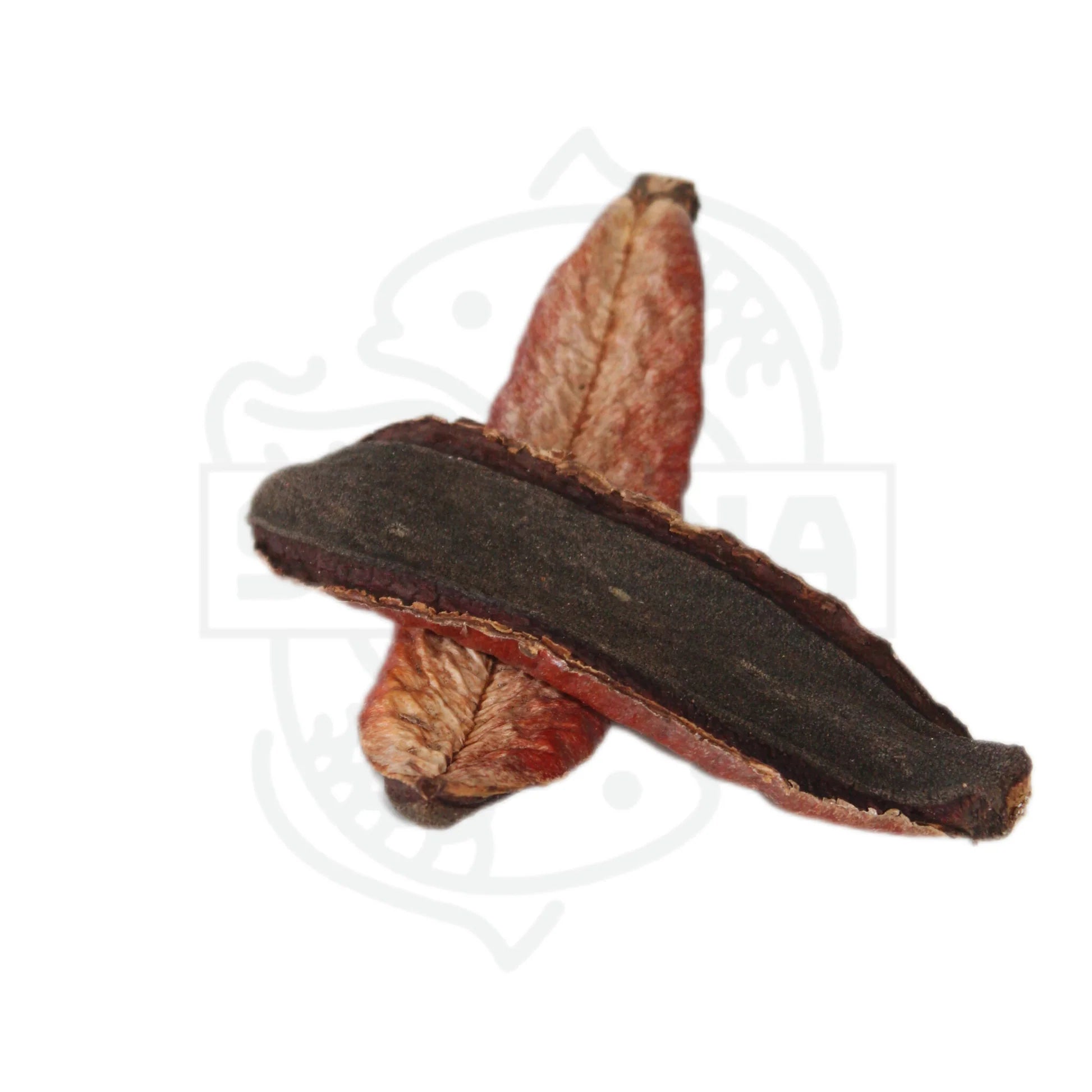 Das Bild zeigt zwei Kielmeyera pods