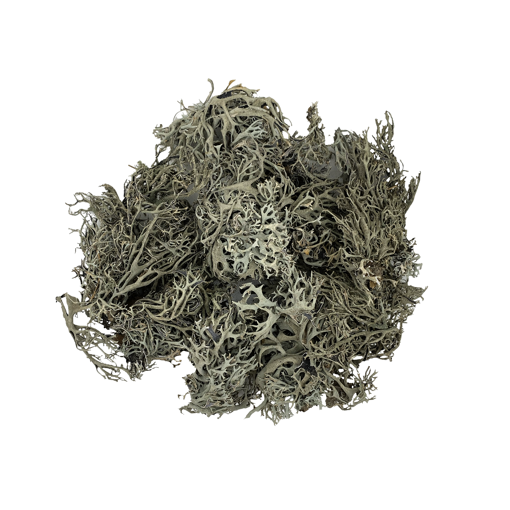 WIO LICHEN Baummoos BITES - 100gr., 1-10cm