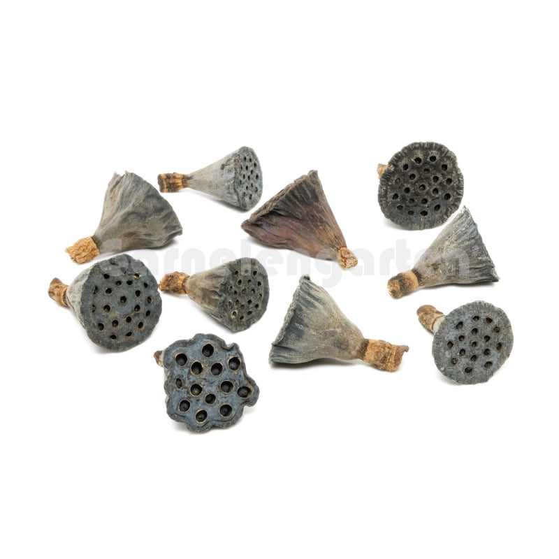 10 Getrocknete Lotus-Samenkapseln (Nelumbo nucifera). Naturprodukt zur Aquariengestaltung.