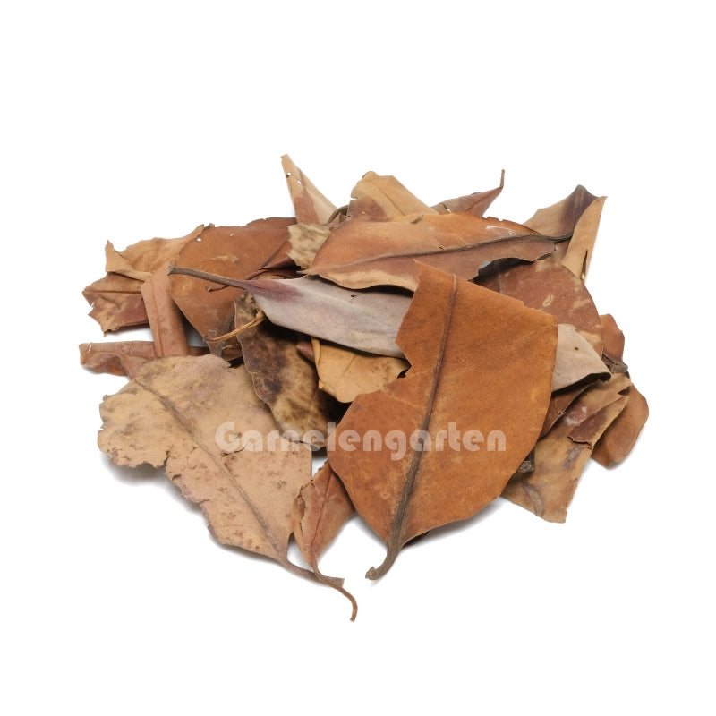 Naturbelassene Blätter für Aquariendekoration.