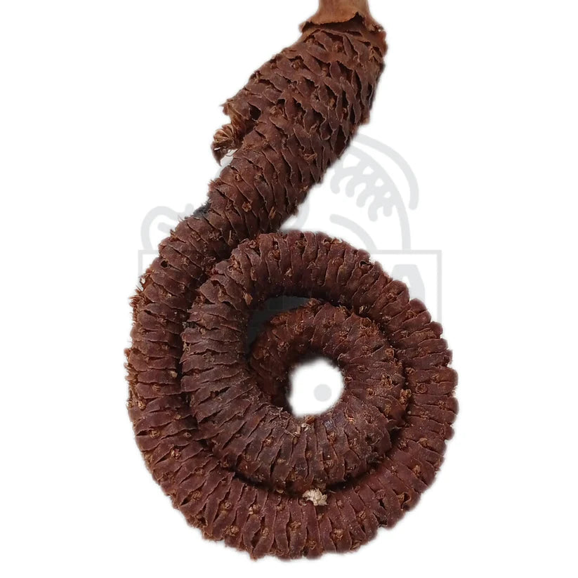 Ideale Versteckmöglichkeit und natürlicher Wasseraufbereiter für Aquarien. Reich an Tanninen und Huminsäuren für gesundes Wasser und stressfreies Umfeld für Fische.