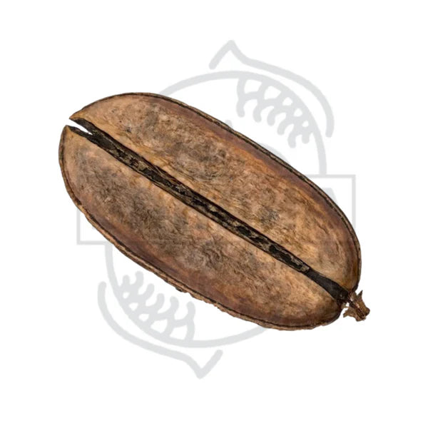 Das Bild zeigt eine aufgeschnittene, braune Frucht mit einer länglichen Form. Die Schale ist holzig und hat eine raue Oberfläche. Die Frucht ist in der Mitte aufgebrochen und zeigt das Innere.