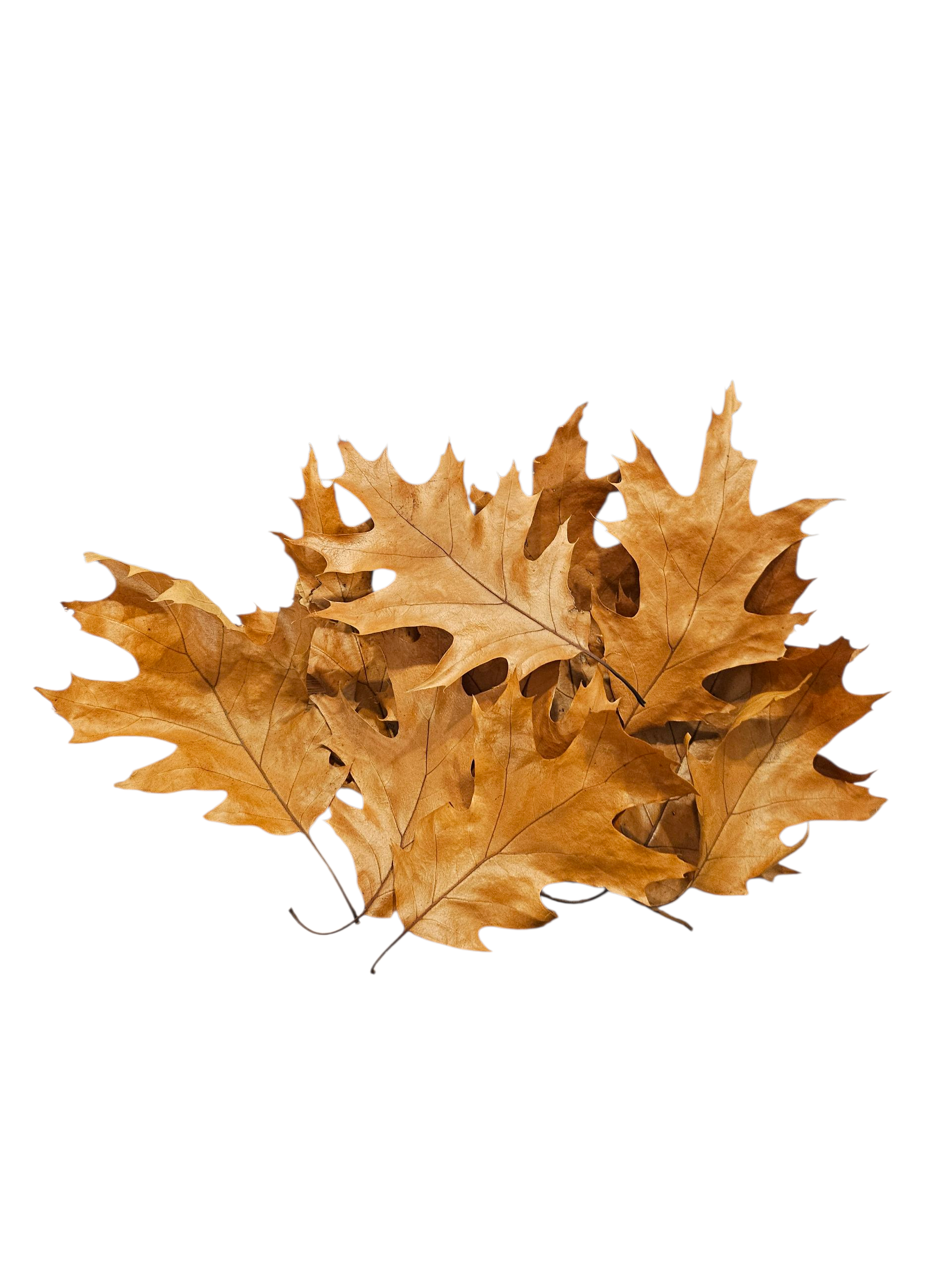 Roteichenblätter Braun 20 Stück