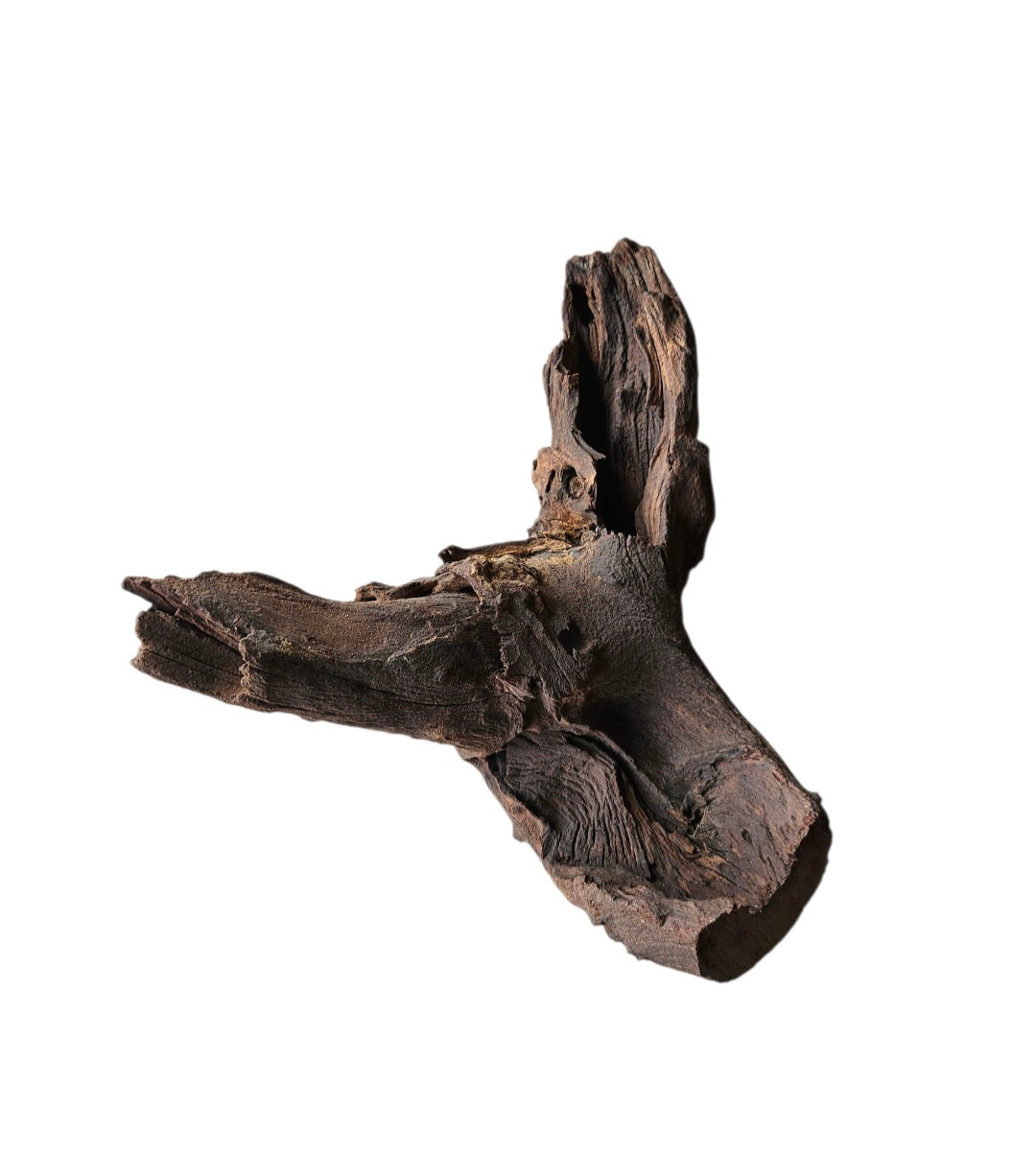 Mopani Wurzel Nr.738