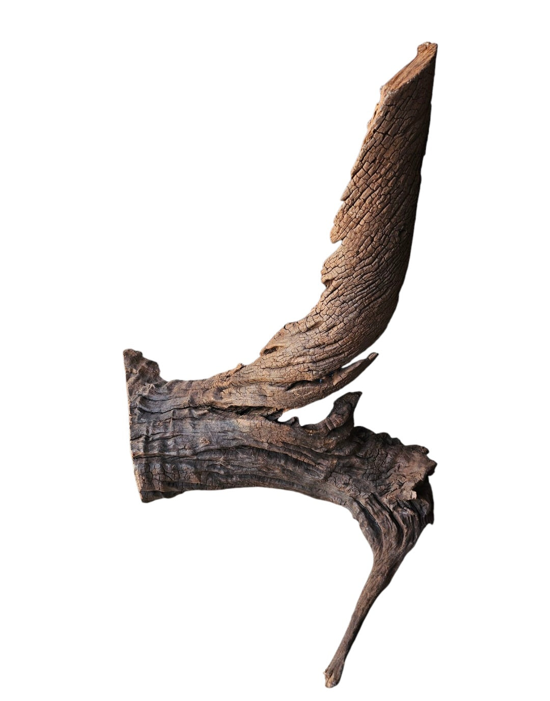 Driftwood / Flusswurzel Nr. 479