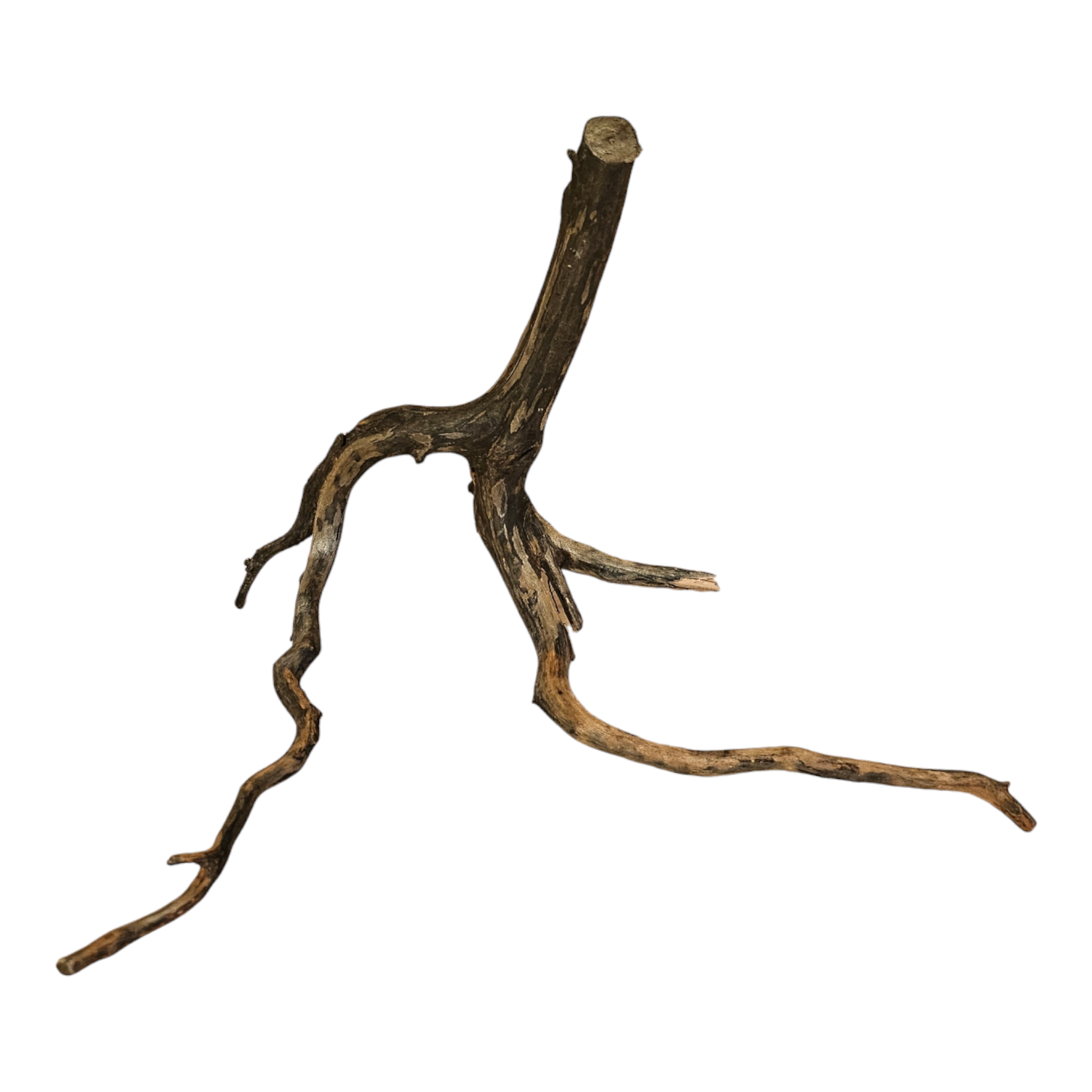 Black Root S Wurzel101