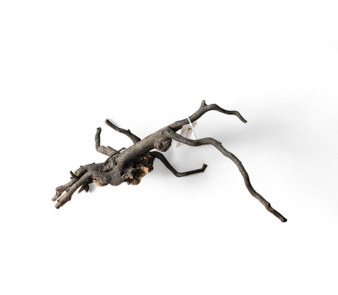 Black Root M Nr.424