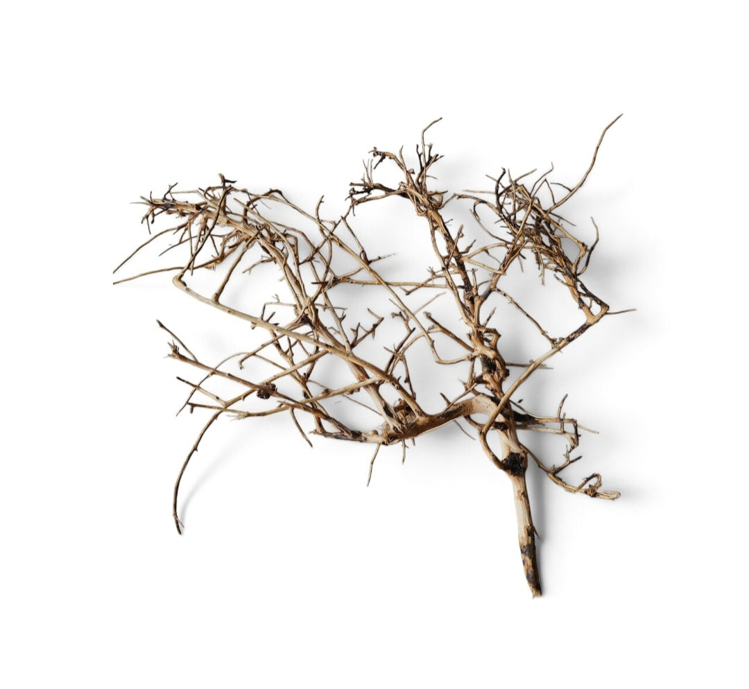 Small tree branches Nr.668