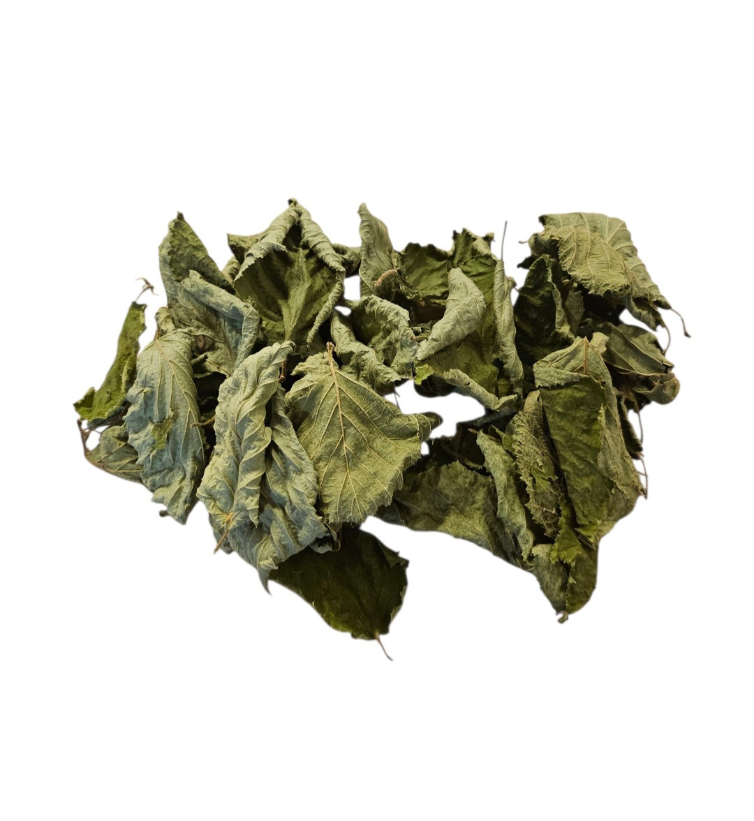 Haselnussblätter grün 30 Stück