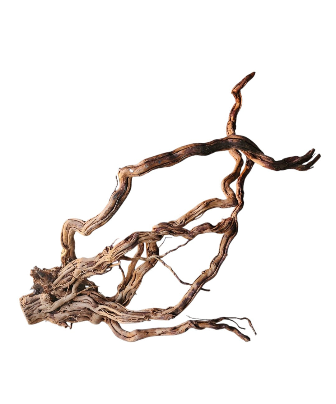 Dragon Wood / Curl Wood Wurzel407