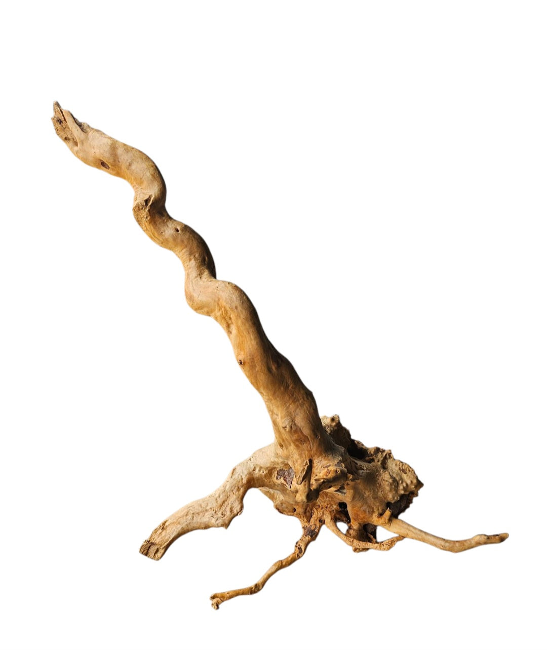 Rote Moorwurzel / Fingerwurzel Größe XL Wurzel920