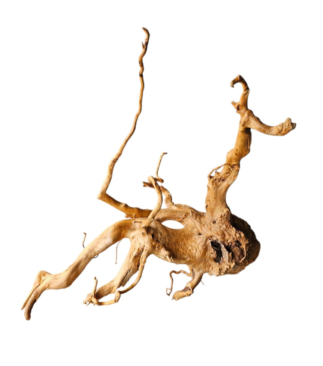 Rote Moorwurzel / Fingerwurzel Größe XL Nr.174