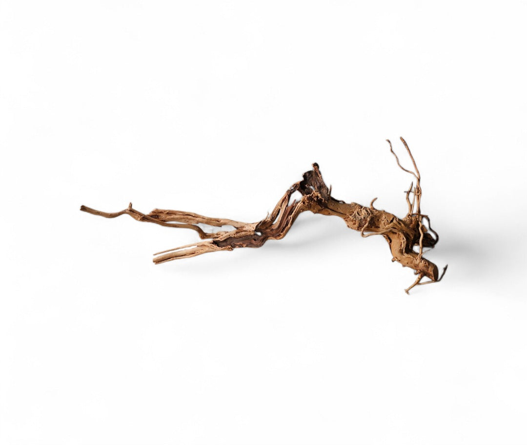 Dragon Wood / Curl Wood Wurzel325