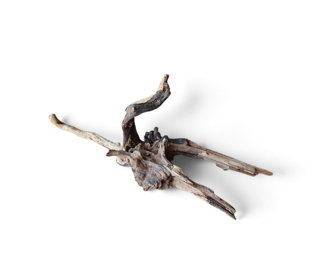 Coral Sinker Wood Nr.601