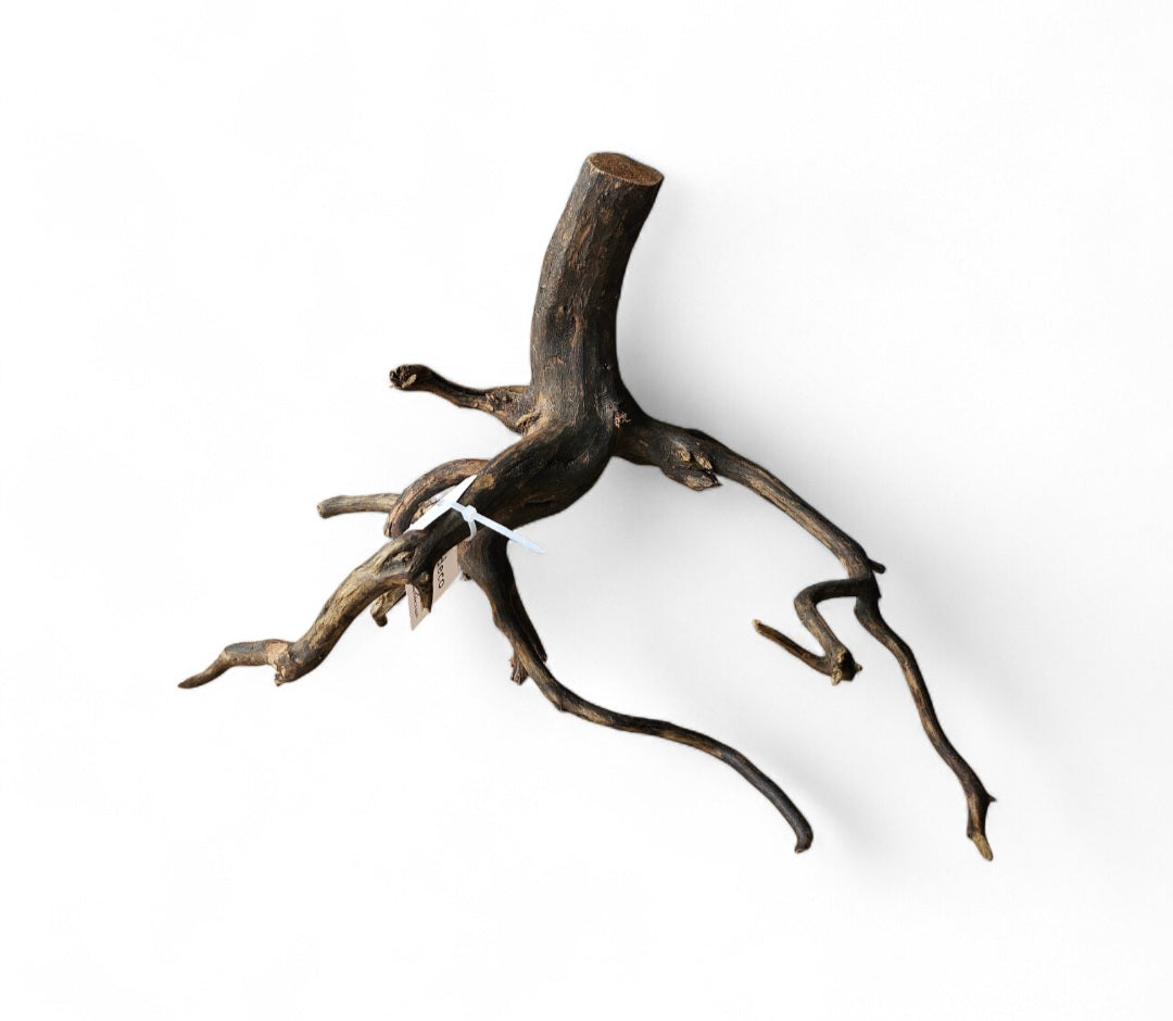 Black Root Nr.457