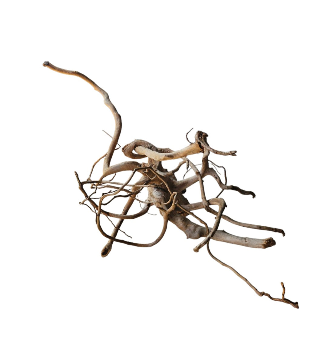 Dunkle Moorwurzel 40-55 cm Wurzel364