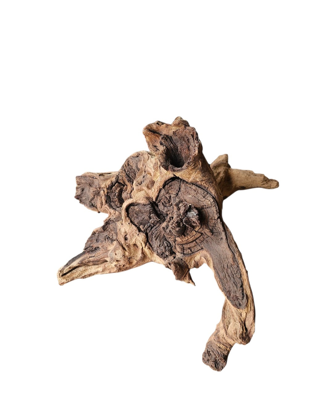 Mopani Wurzel Nr.822